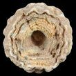 Flower-Like Sandstone Concretion - Pseudo Stromatolite #62225-1